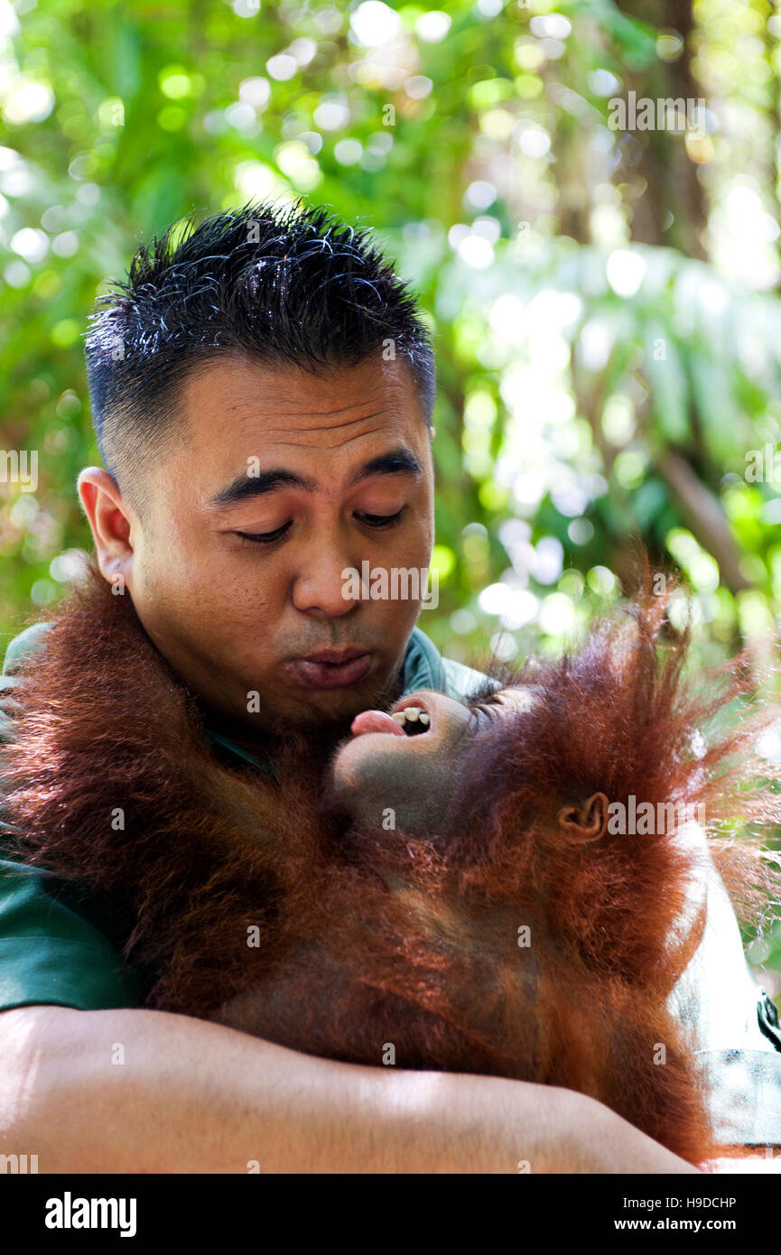 Un trainer con un baby orangutan presso il Shangri-la rasa ria resort a Sabah, Malesia occidentale. Foto Stock