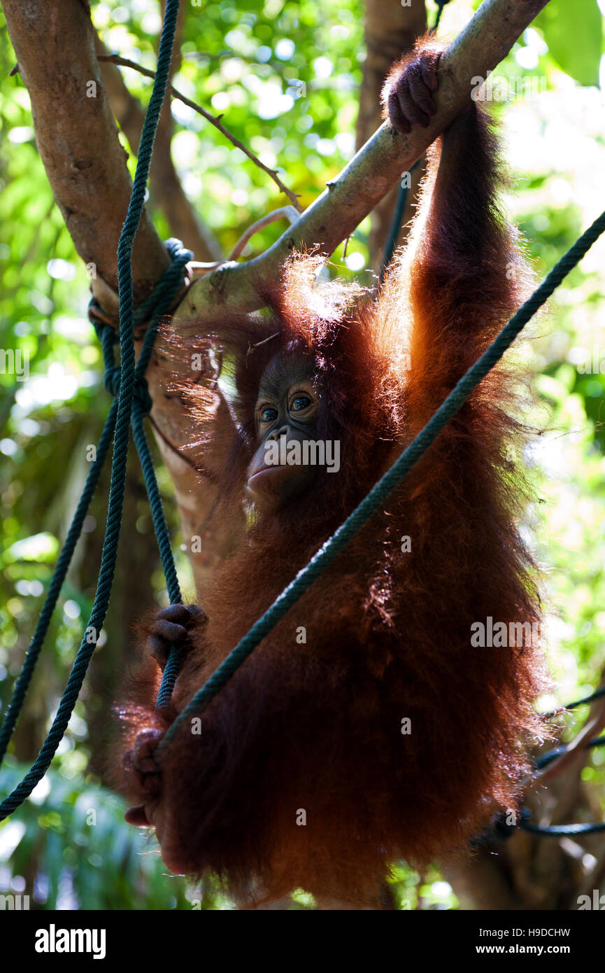 Un bambino orfano orangutan presso il Shangri-la rasa ria resort a Sabah, Malesia occidentale. Foto Stock