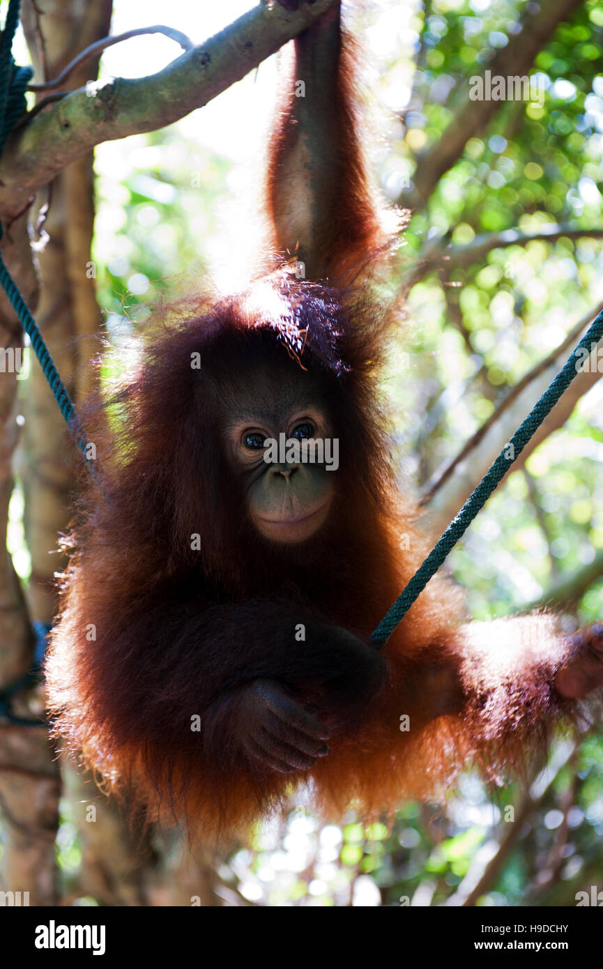 Un bambino orfano orangutan presso il Shangri-la rasa ria resort a Sabah, Malesia occidentale. Foto Stock