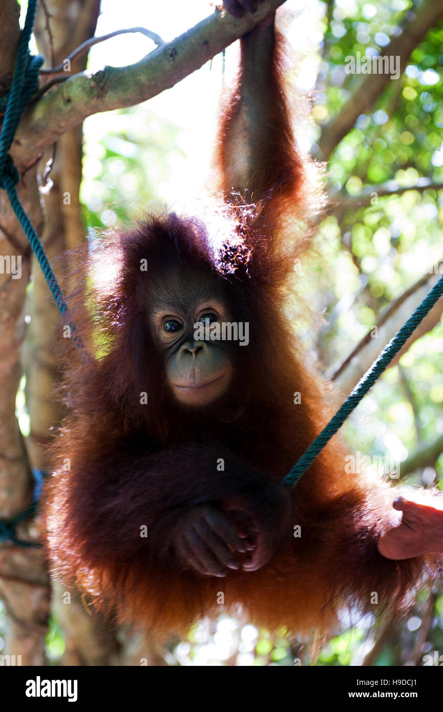 Un bambino orfano orangutan presso il Shangri-la rasa ria resort a Sabah, Malesia occidentale. Foto Stock