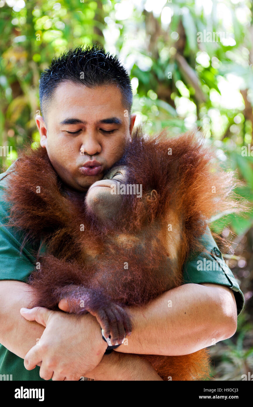 Un trainer con un baby orangutan presso il Shangri-la rasa ria resort a Sabah, Malesia occidentale. Foto Stock