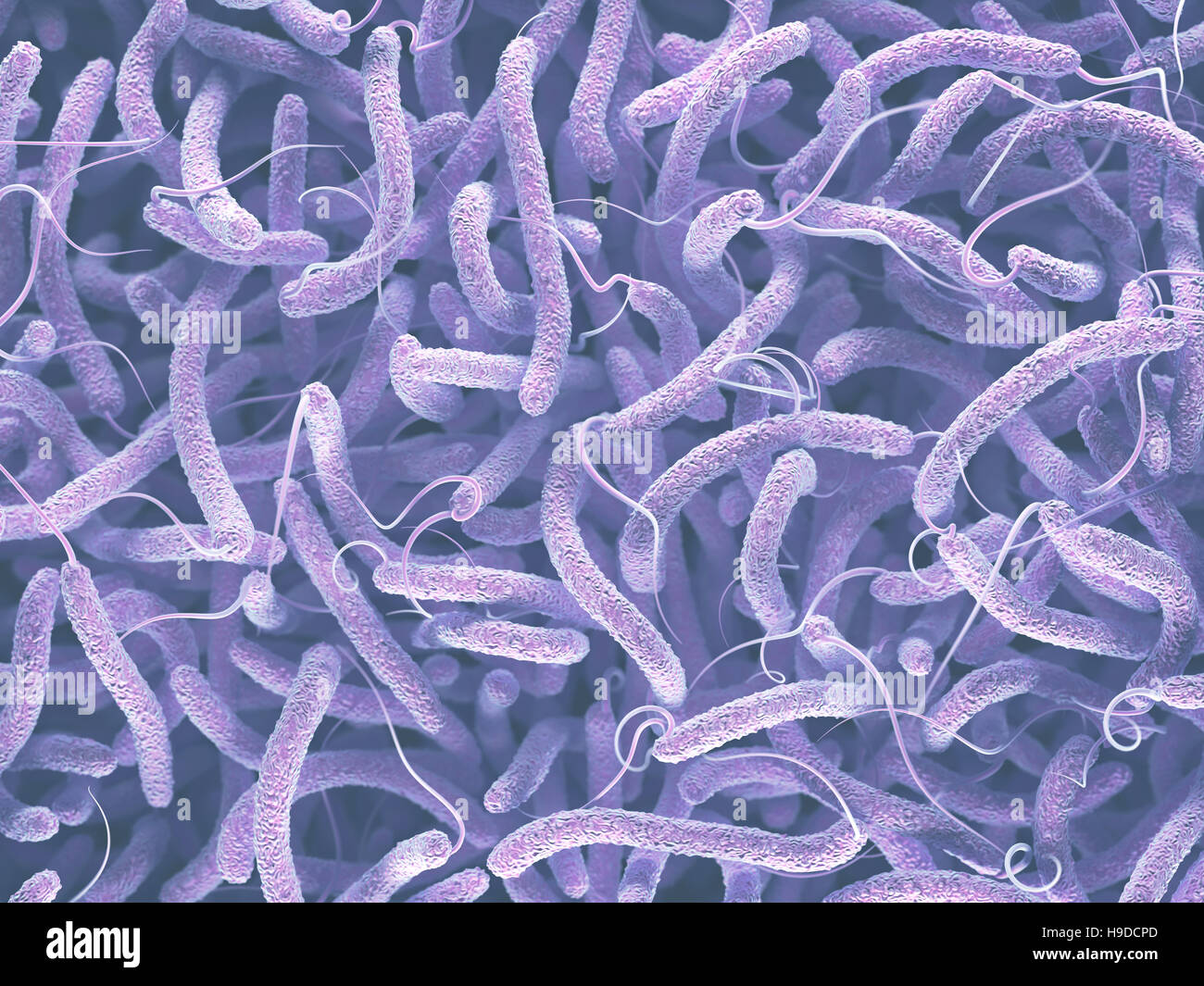 Vibrio cholerae, batteri Gram-negativi. 3D illustrazione di batteri con flagelli. Foto Stock