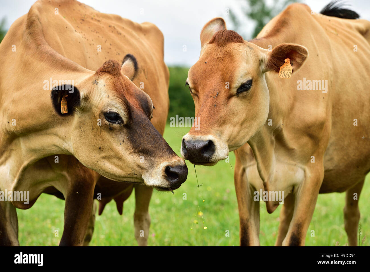 Jersey bestiame bovino di caseificio Foto Stock