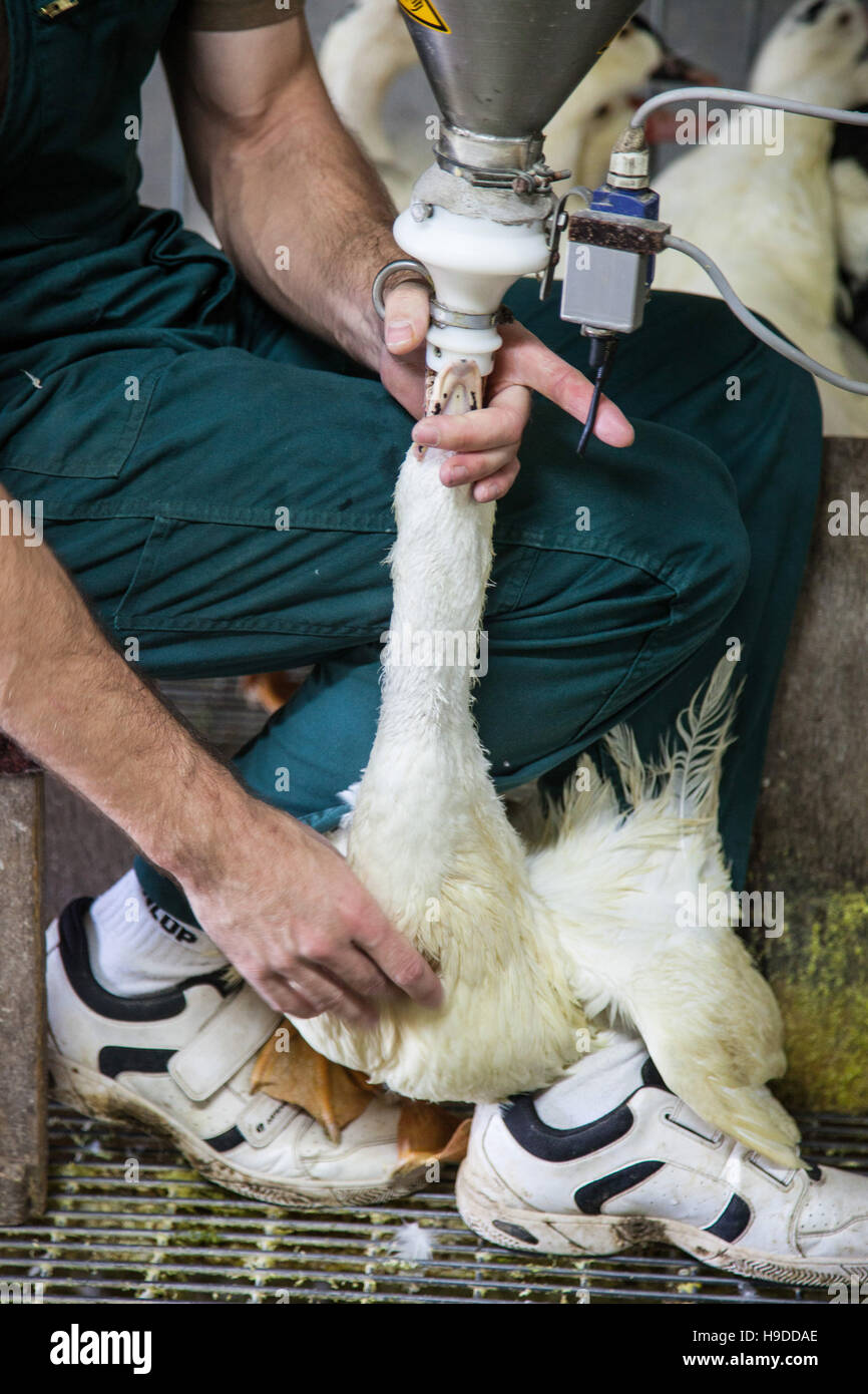 Anatre sollevato per il foie gras nel dipartimento delle Landes (sud-ovest della Francia) Foto Stock