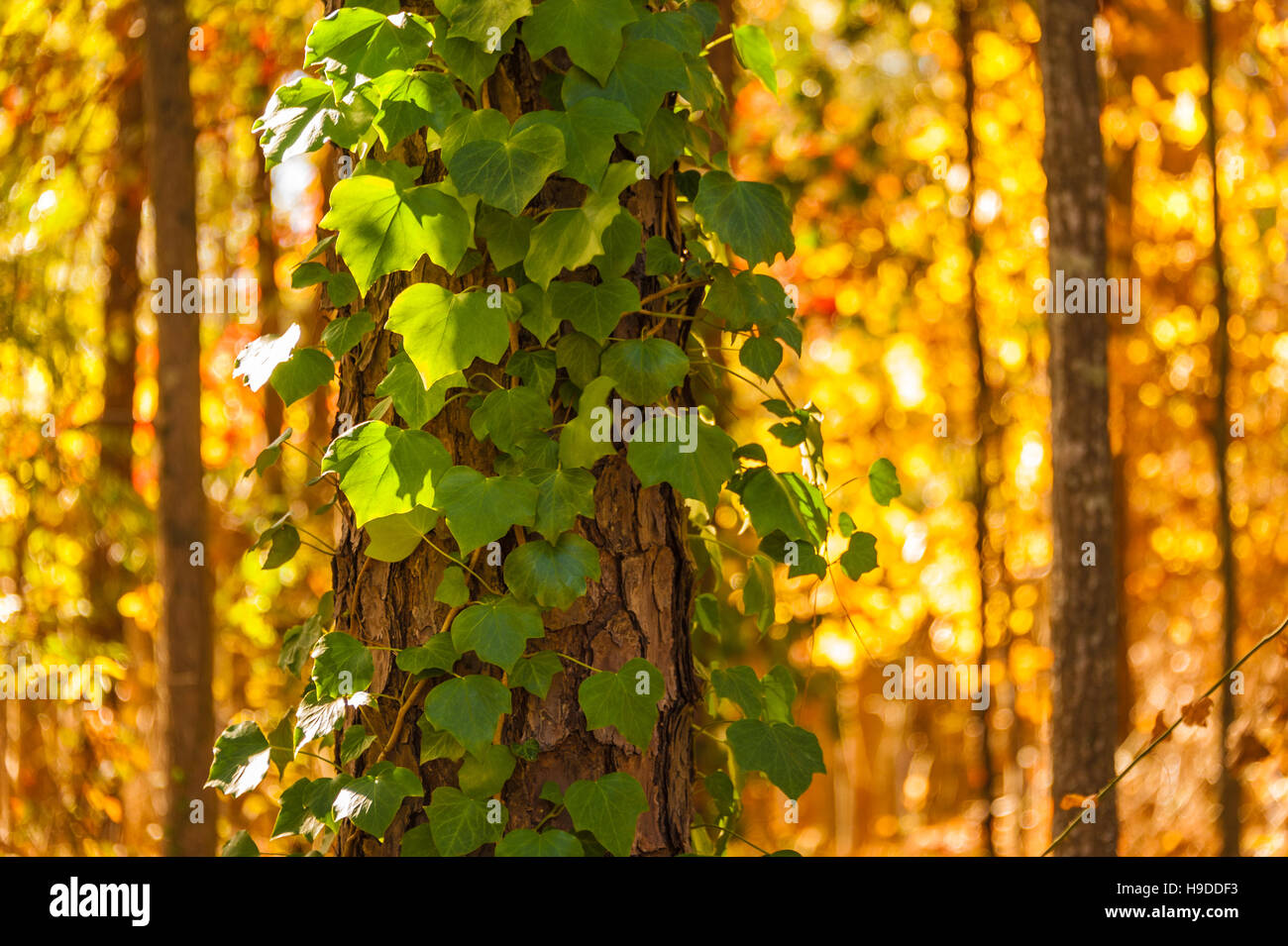 English ivy salendo un pino sullo sfondo di un soleggiato fogliame di autunno vicino ad Atlanta, Georgia, Stati Uniti d'America. Foto Stock