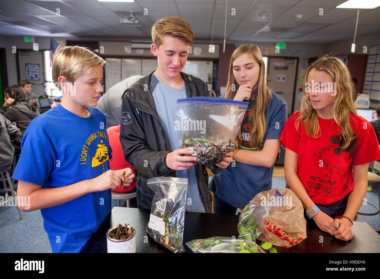 Mission Viejo, CA, middle school stelo (Scienza, Tecnologia e Ingegneria Matematica) studenti condurre un compostaggio orticola esperimento di laboratorio. Foto Stock