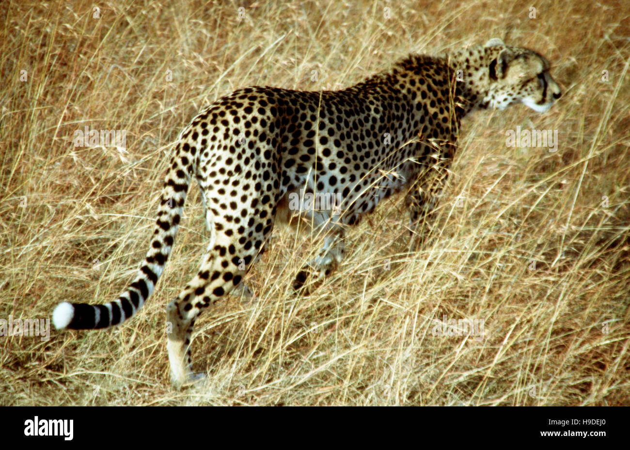 Ghepardo (Acinonyx jubatus) la caccia in savannah, il Masai Mara, Kenya un ghepardo è preparato per il gruppo di suoneria. In questo parco fauna selvatica è fuori questione. T Foto Stock