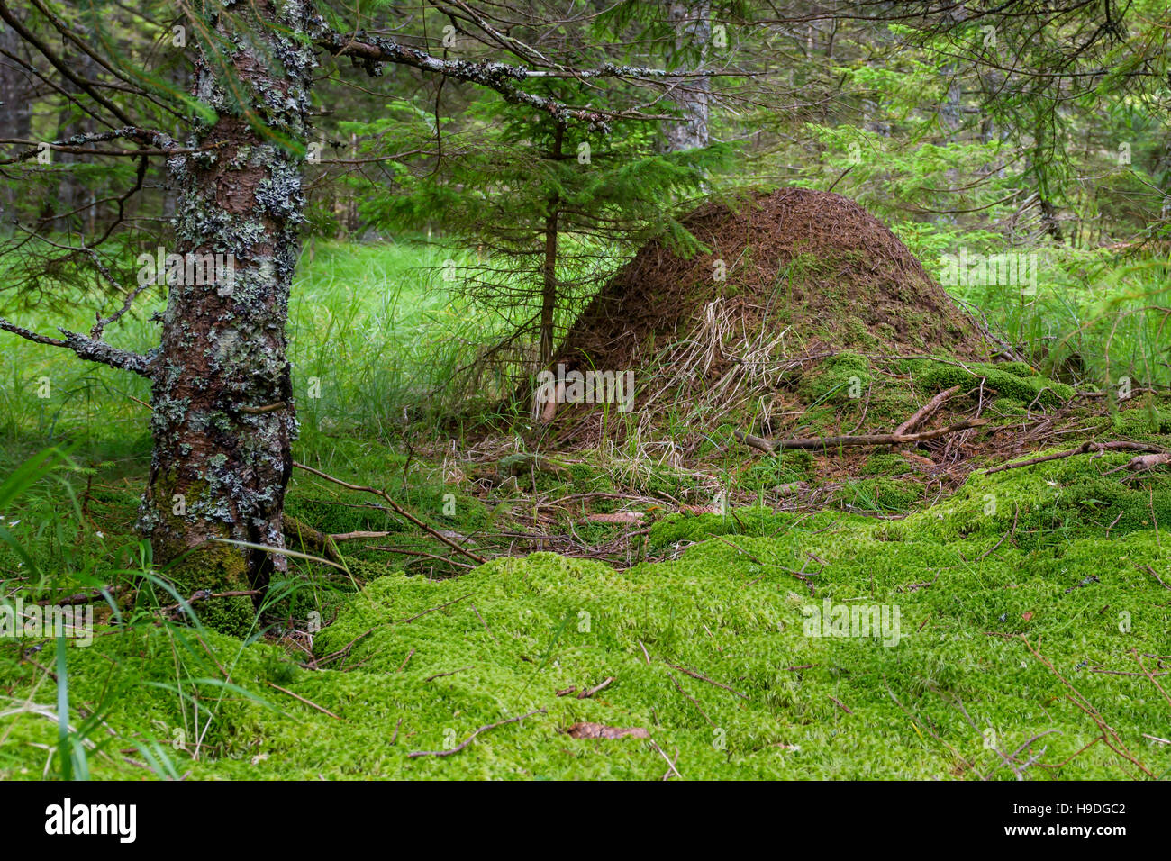 Formicaio in boschi profondi circondato con verde muschio Foto Stock