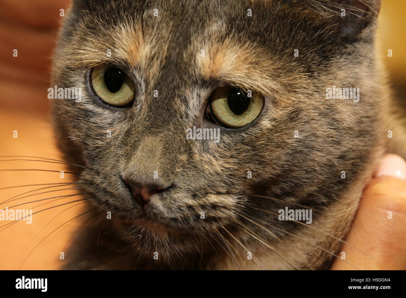 Il gatto. Foto Stock