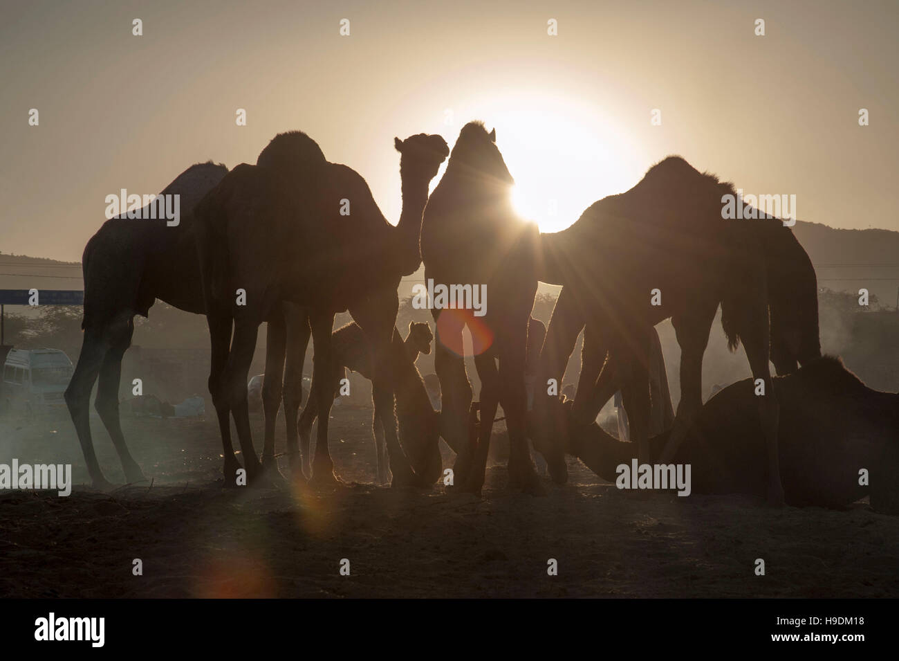 Cammelli al tramonto il Camel Fair in Pushkar Rajasthan in India Foto Stock