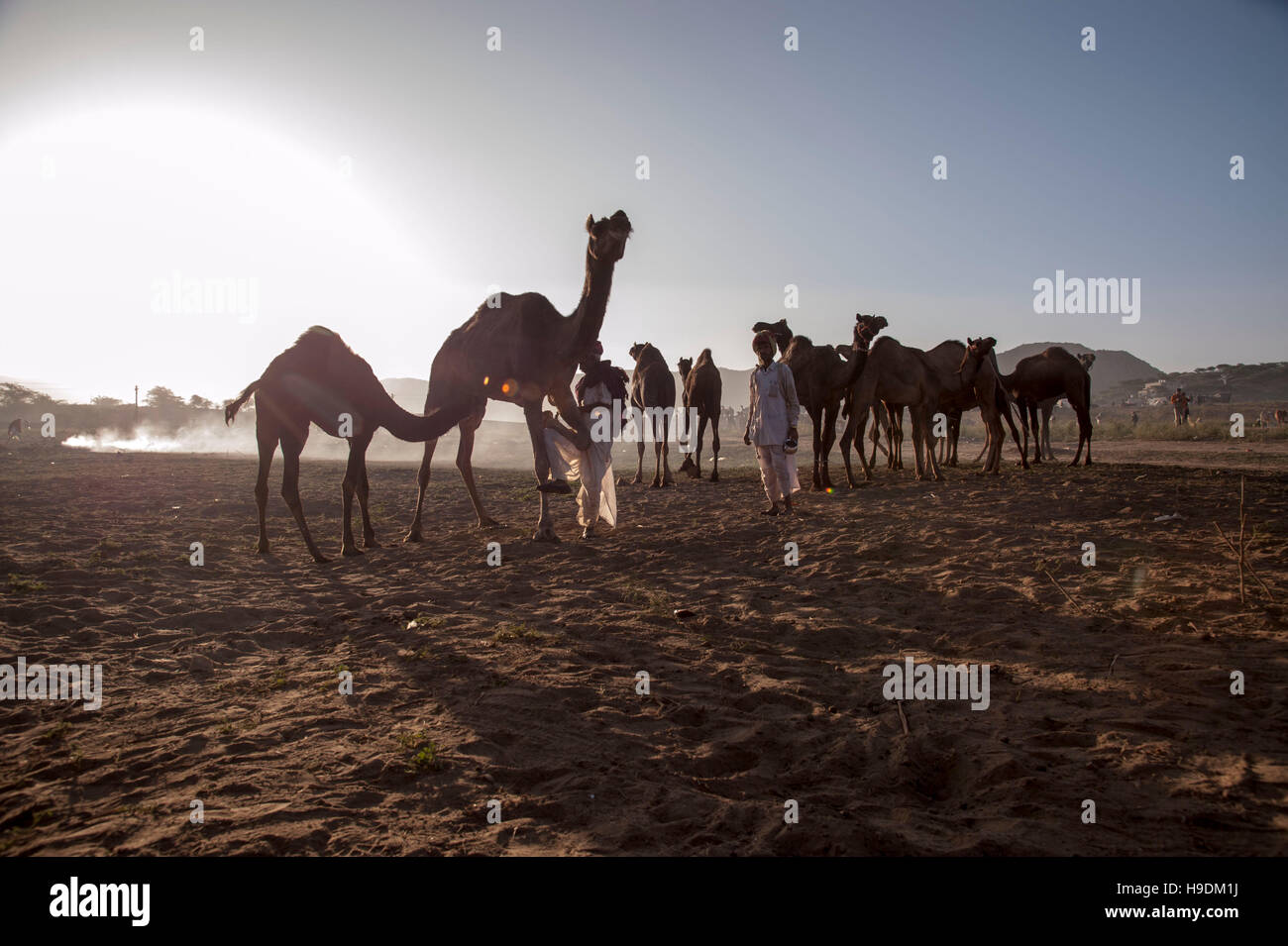 Cammelli al tramonto il Camel Fair in Pushkar Rajasthan in India Foto Stock