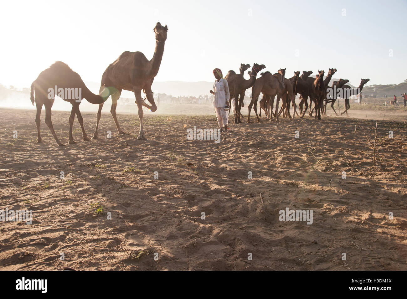 Cammelli al tramonto il Camel Fair in Pushkar Rajasthan in India Foto Stock