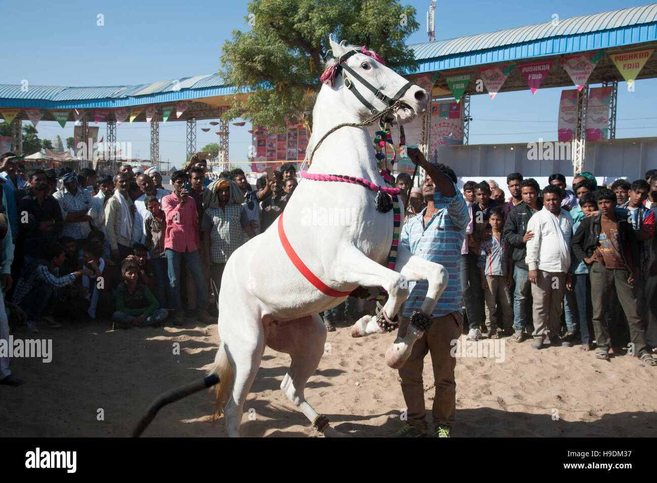 Cavallo di ballare dhol drum beat Pushkar camel fair, Rajasthan, India Foto Stock