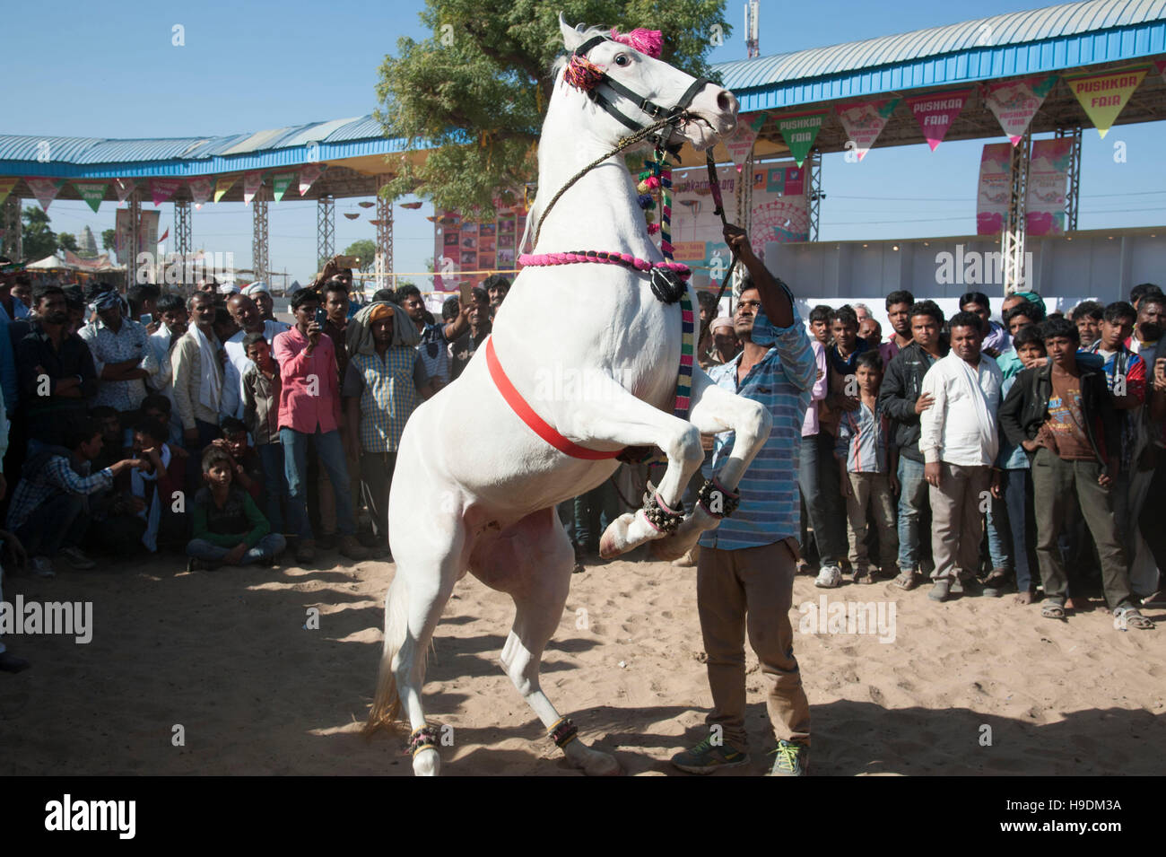 Cavallo di ballare dhol drum beat Pushkar camel fair, Rajasthan, India Foto Stock