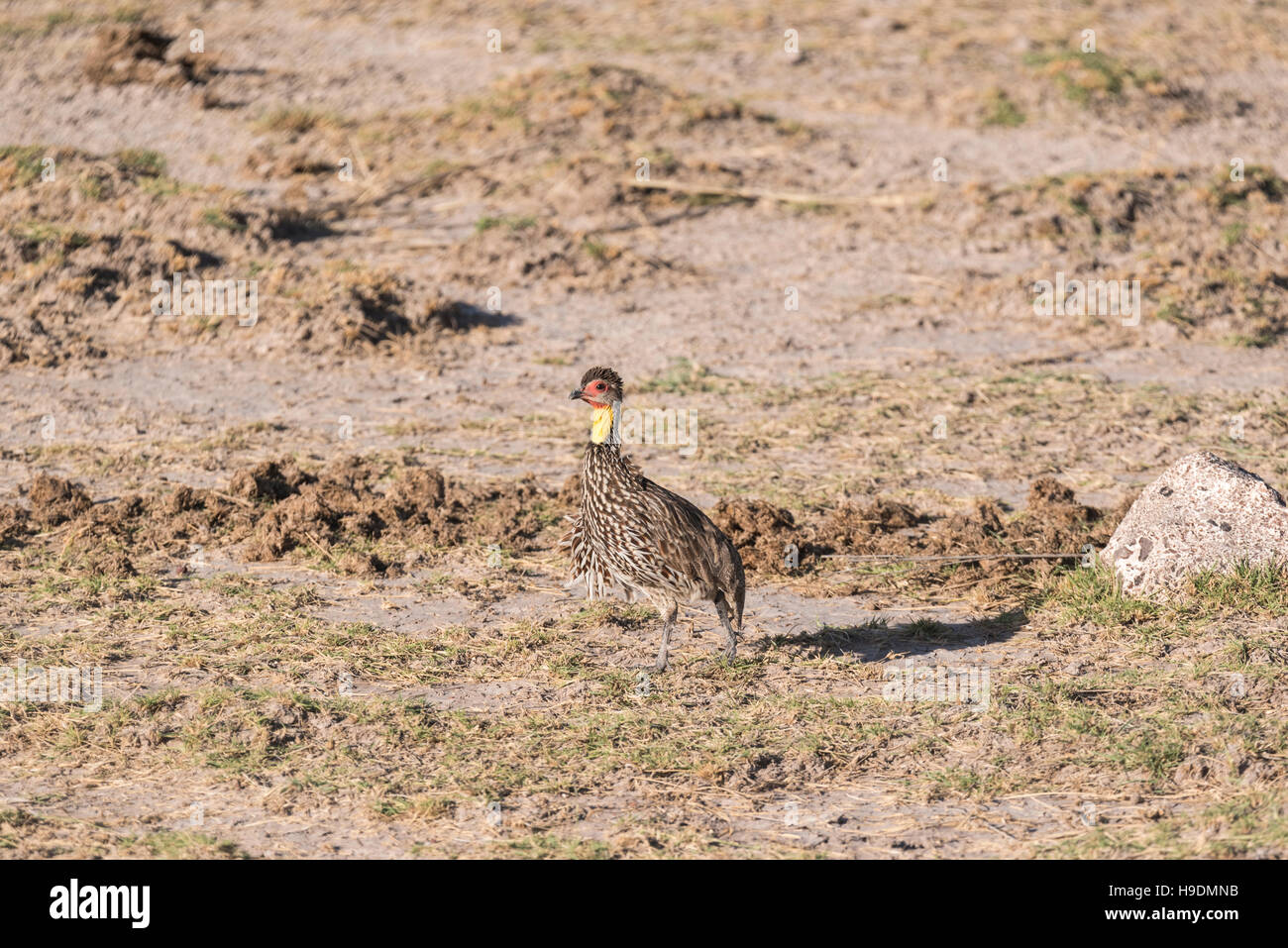 Un giallo Spurfowl a collo alto Foto Stock