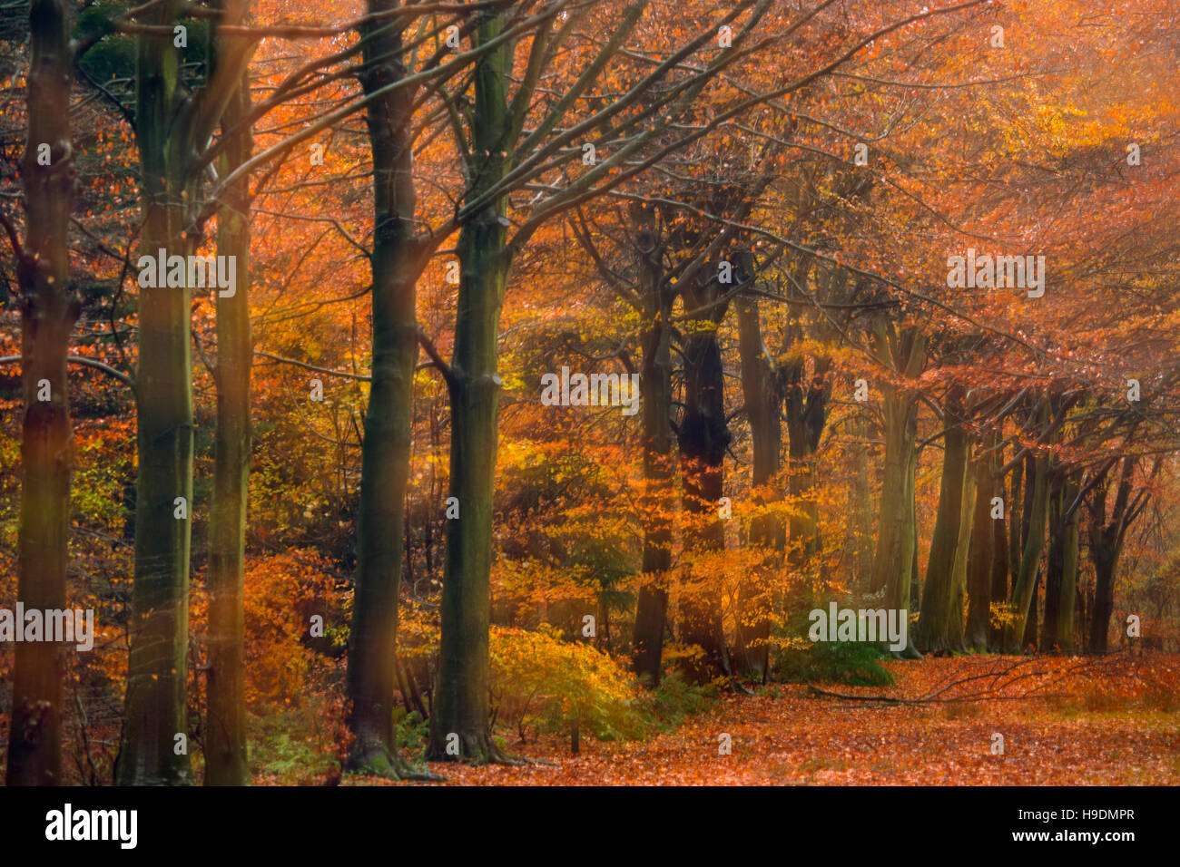 Abstract faggi in autunno a Felbrigg grande bosco Norfolk Foto Stock