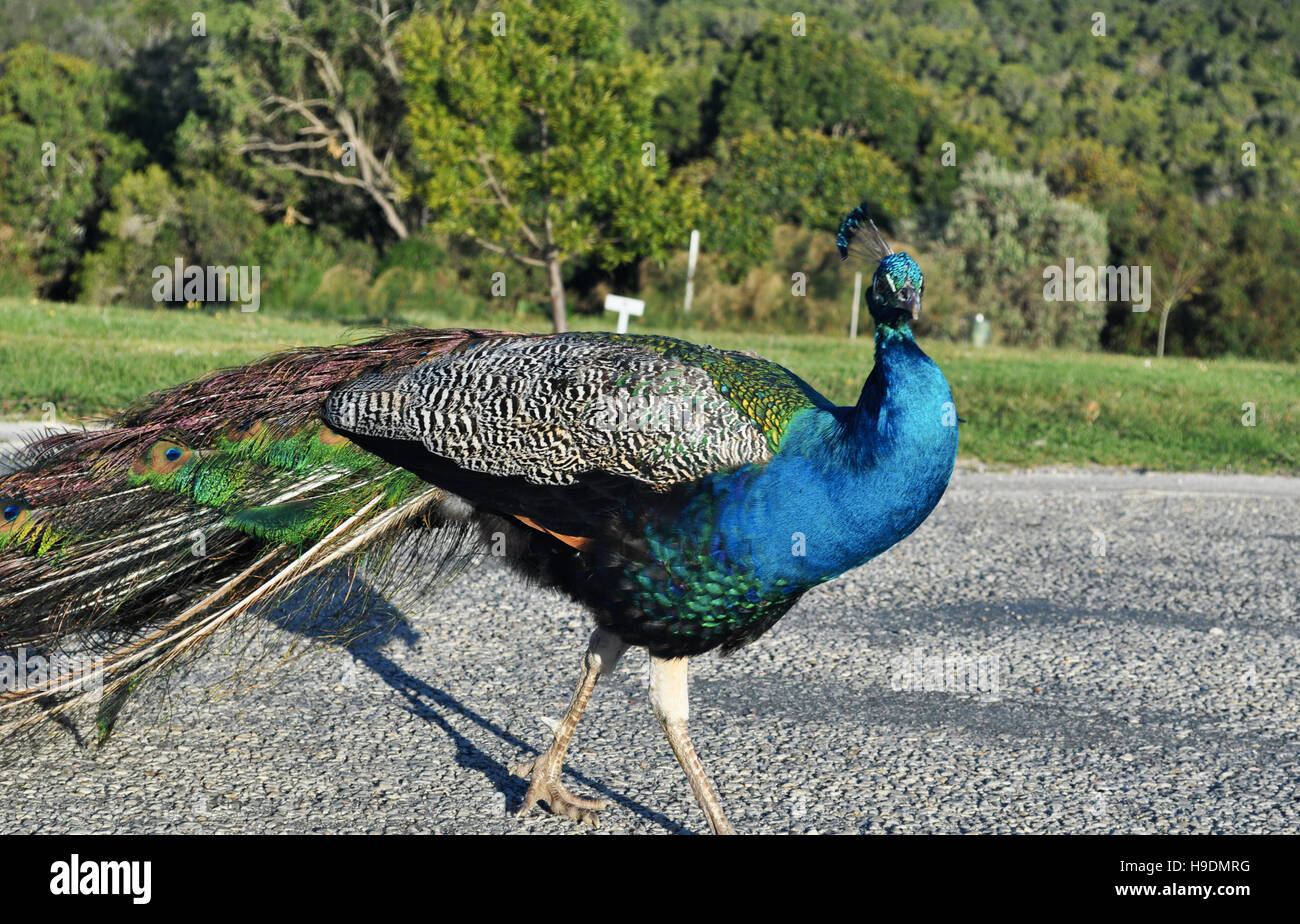 Sud Africa Garden Route: un pavone a uccelli di Eden, il più grande del mondo di volo libero voliera e il santuario degli uccelli si trova nei pressi di Plettenberg Bay Foto Stock