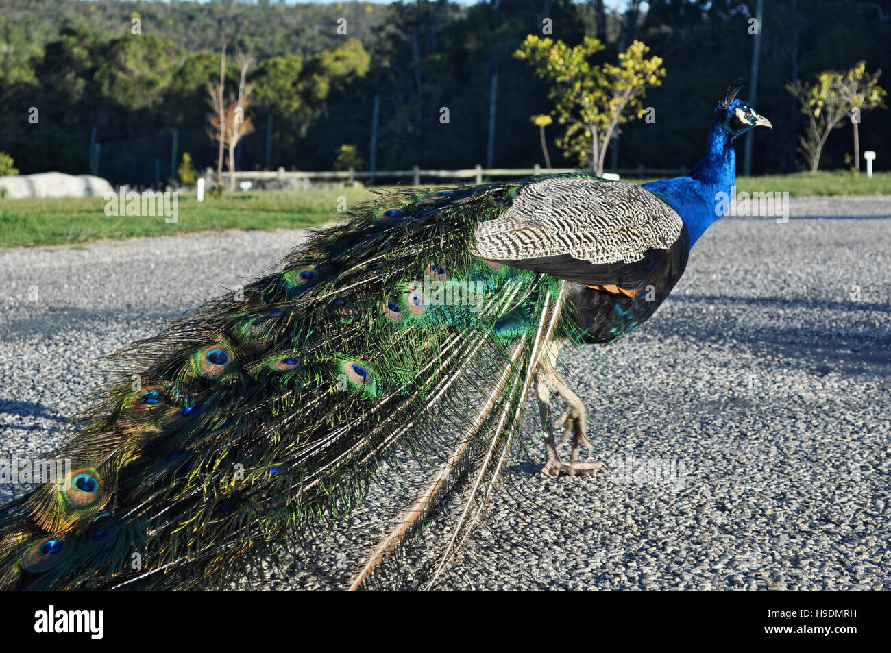 Sud Africa Garden Route: un pavone a uccelli di Eden, il più grande del mondo di volo libero voliera e il santuario degli uccelli si trova nei pressi di Plettenberg Bay Foto Stock