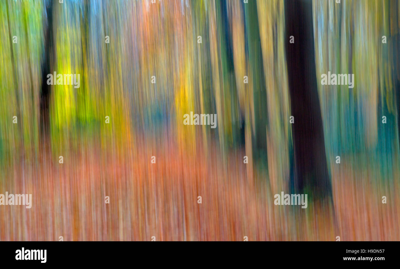 Abstract faggi in autunno a Felbrigg grande bosco Norfolk Foto Stock