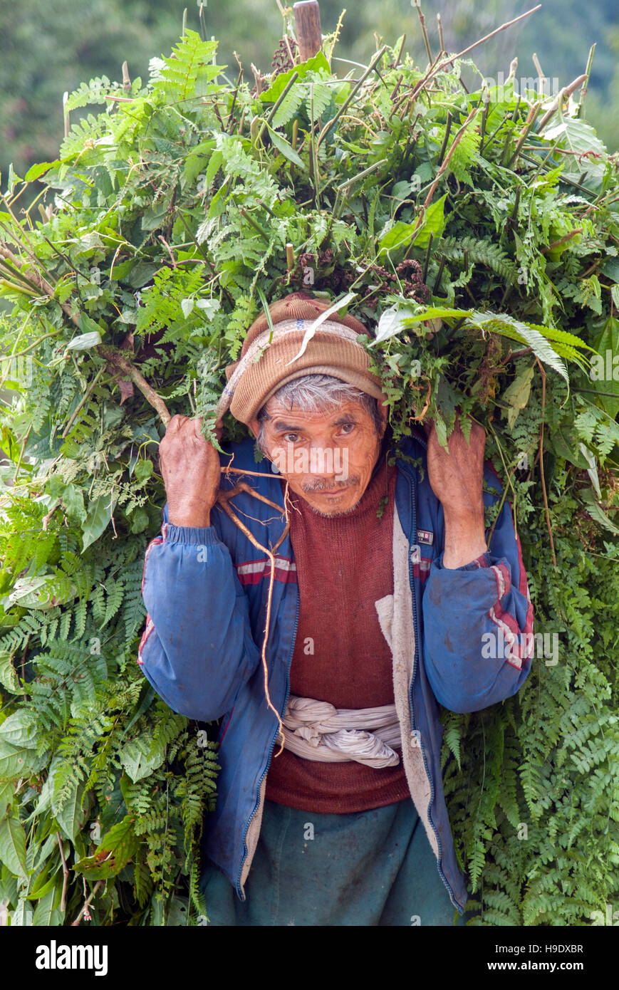 Un uomo che porta i rami e piante nei pressi di ortografia nel Sikkim, India. Foto Stock