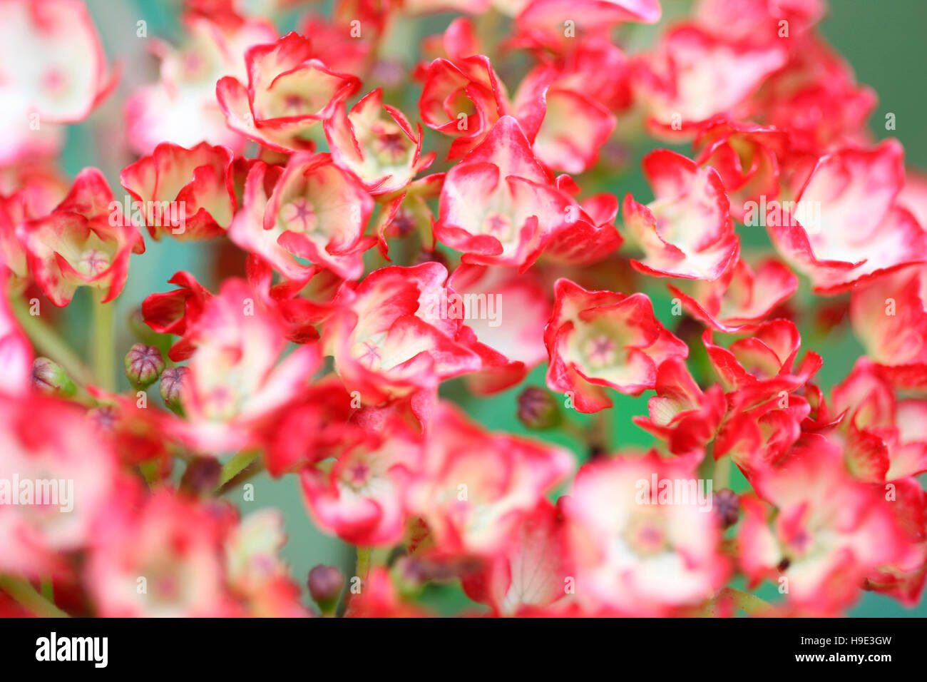 Incredibile abbondanza di hydrangea cluster di piccoli fiori bianchi con bordatura rosa Jane Ann Butler JABP Fotografia1719 Foto Stock