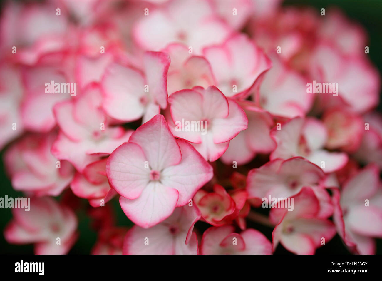 Incredibile abbondanza di hydrangea cluster di piccoli fiori bianchi con bordatura rosa Jane Ann Butler JABP Fotografia1717 Foto Stock