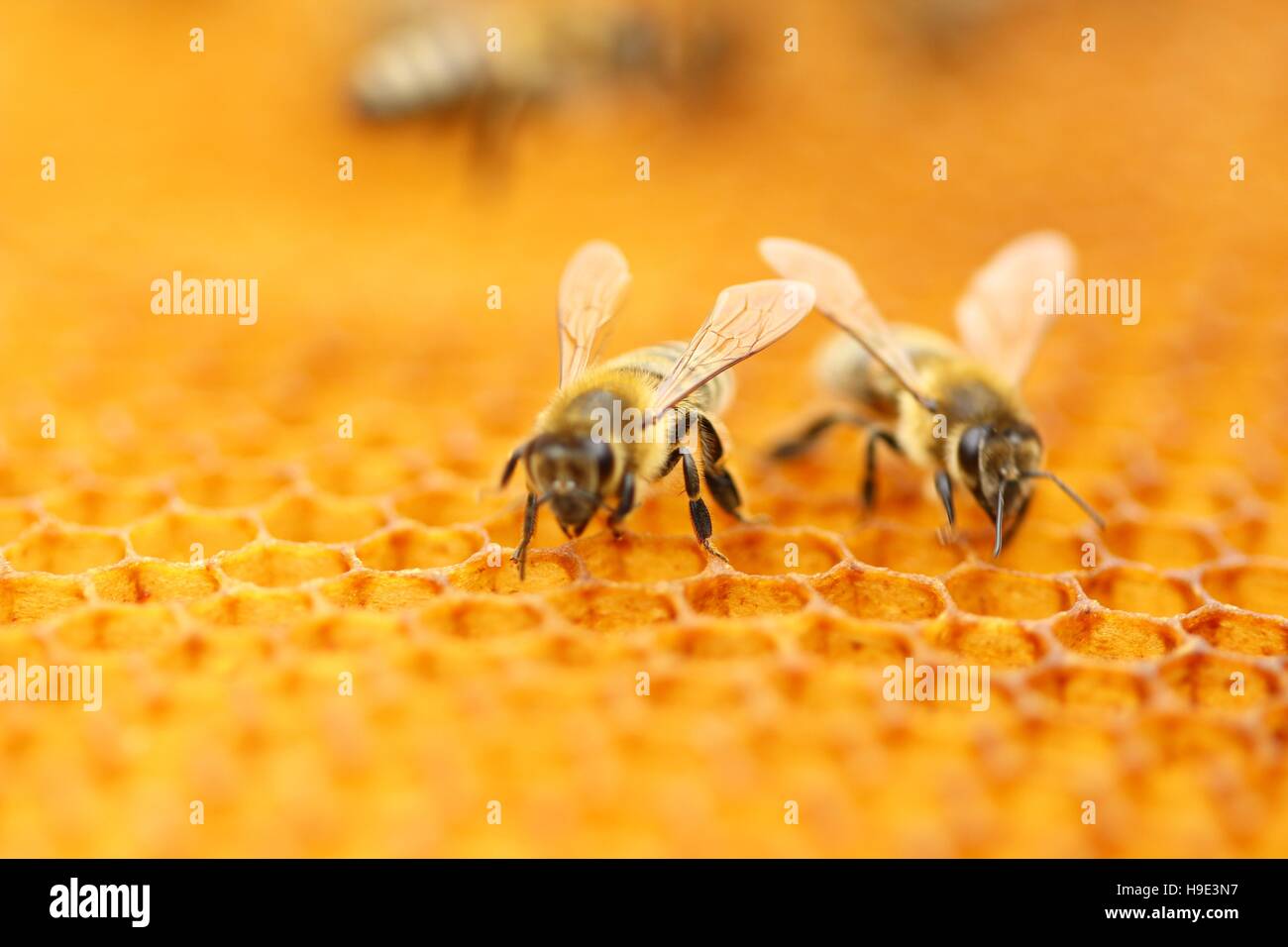 Le api di lavoratori in favo di miele Foto Stock