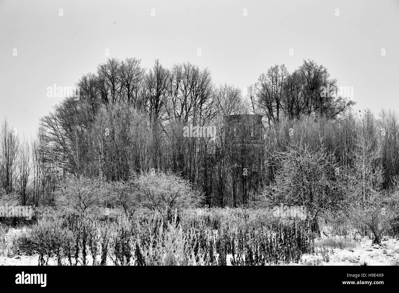 Vecchia chiesa resti in agglomerato di alberi, foto in bianco e nero Foto Stock