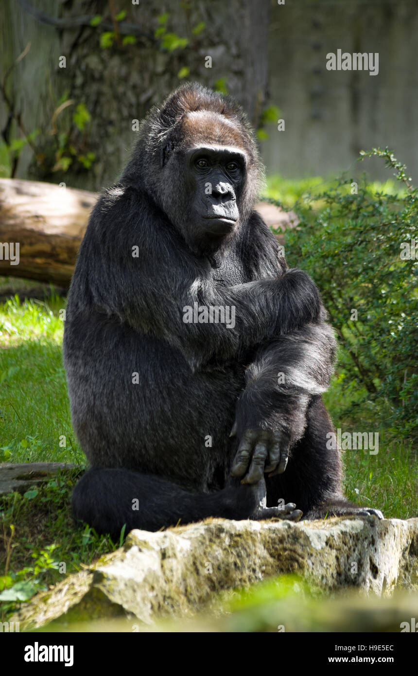 Ritratto di un simpatico pensieroso gorilla seduto per terra. Foto Stock