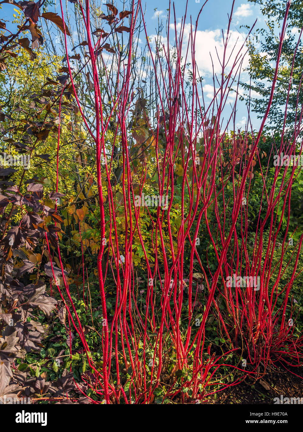 Siberian sanguinello arbusto crescente nel parco Foto Stock