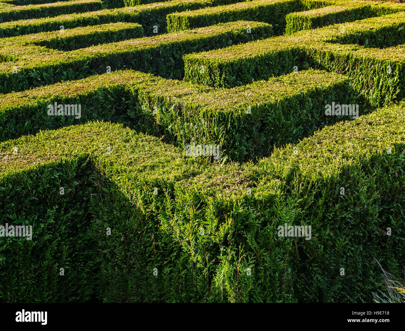 Siepe formata nel labirinto tradizionale Foto Stock