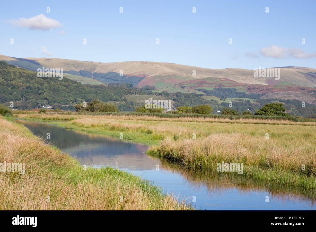 Ynys-hir RSPB riserva naturale accanto al Dyfi estuary in Ceredigion, Mid Wales, Regno Unito Foto Stock