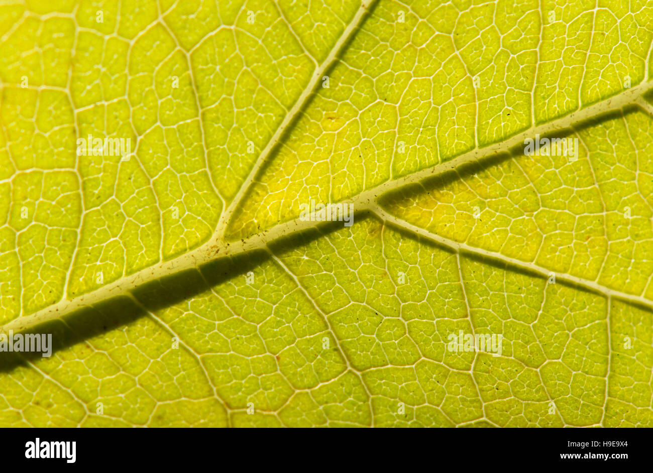 Chiudere macro dettagliata di un vivacemente colorato foglia caduta che mostra la texture, vene e modelli. Foto Stock