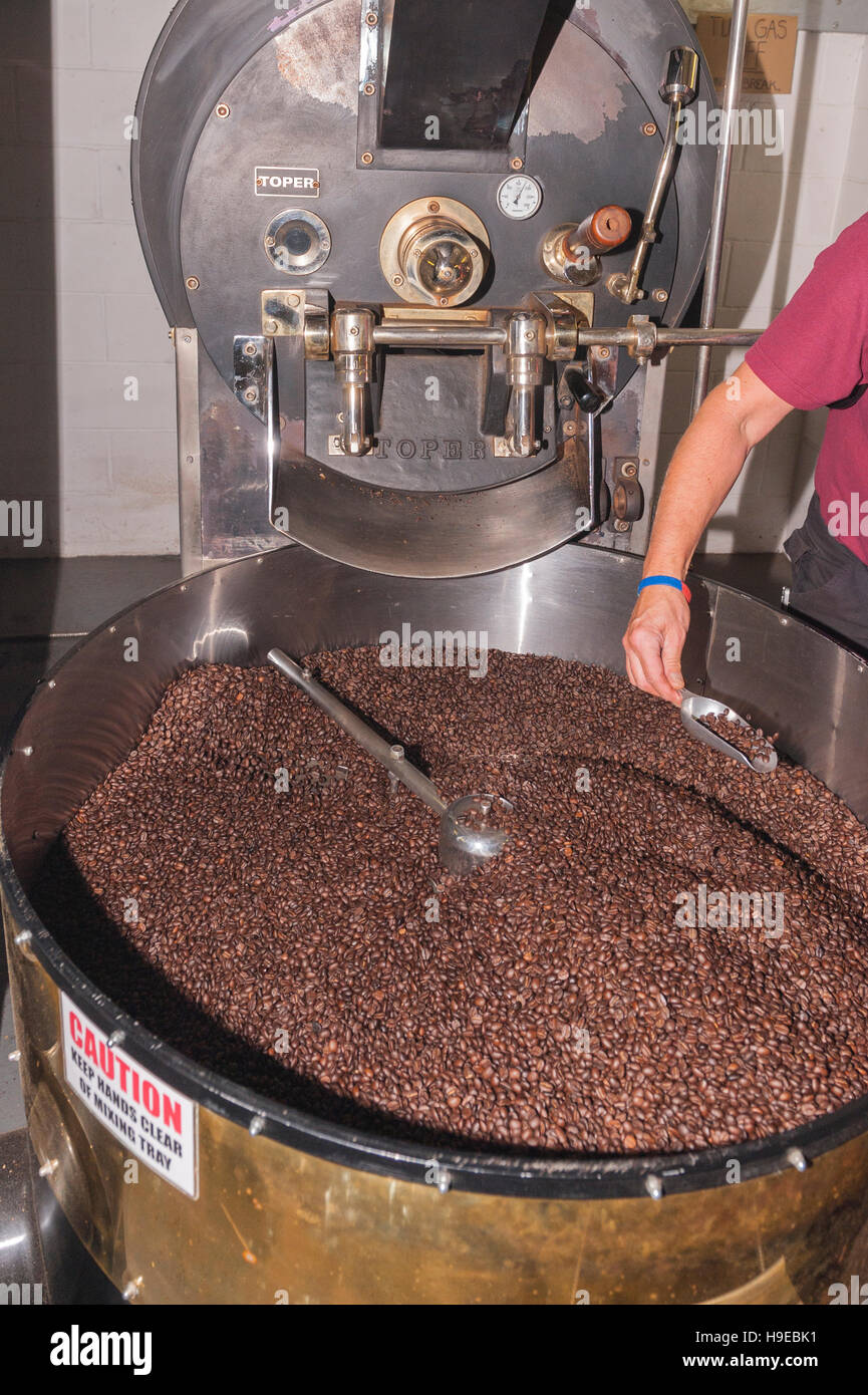 Craig Kelly la testa tostatore controllare i fagioli alla tostatura di macchina a Green Farm caffè in Rackheath , , Norwich Norfolk , Inghilterra , Inghilterra , Regno Unito Foto Stock