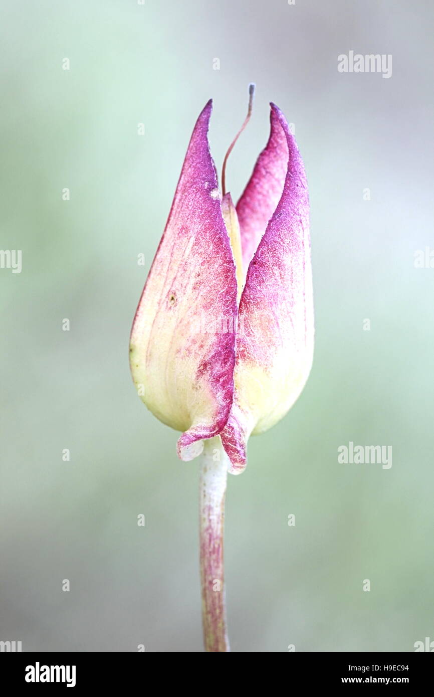 Germoglio di fiore di Hedge Centinodia, Calystegia sepium Foto Stock