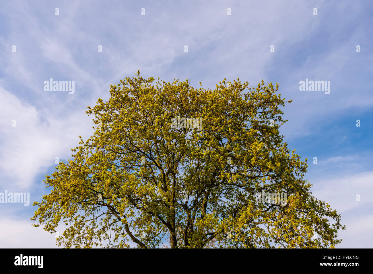 Un albero di quercia in primavera nel Regno Unito Foto Stock