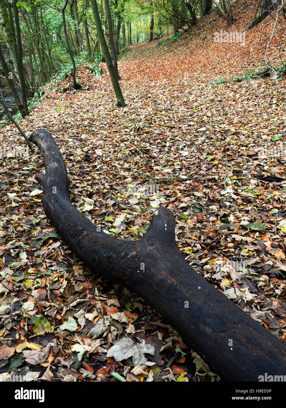 Albero caduto e foglie di autunno a Skipton Castle boschi Skipton North Yorkshire, Inghilterra Foto Stock