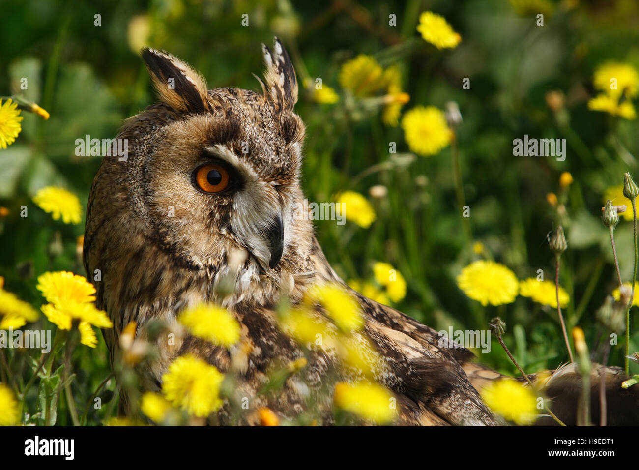 Il gufo. Ritratto tra fiori gialli Foto Stock
