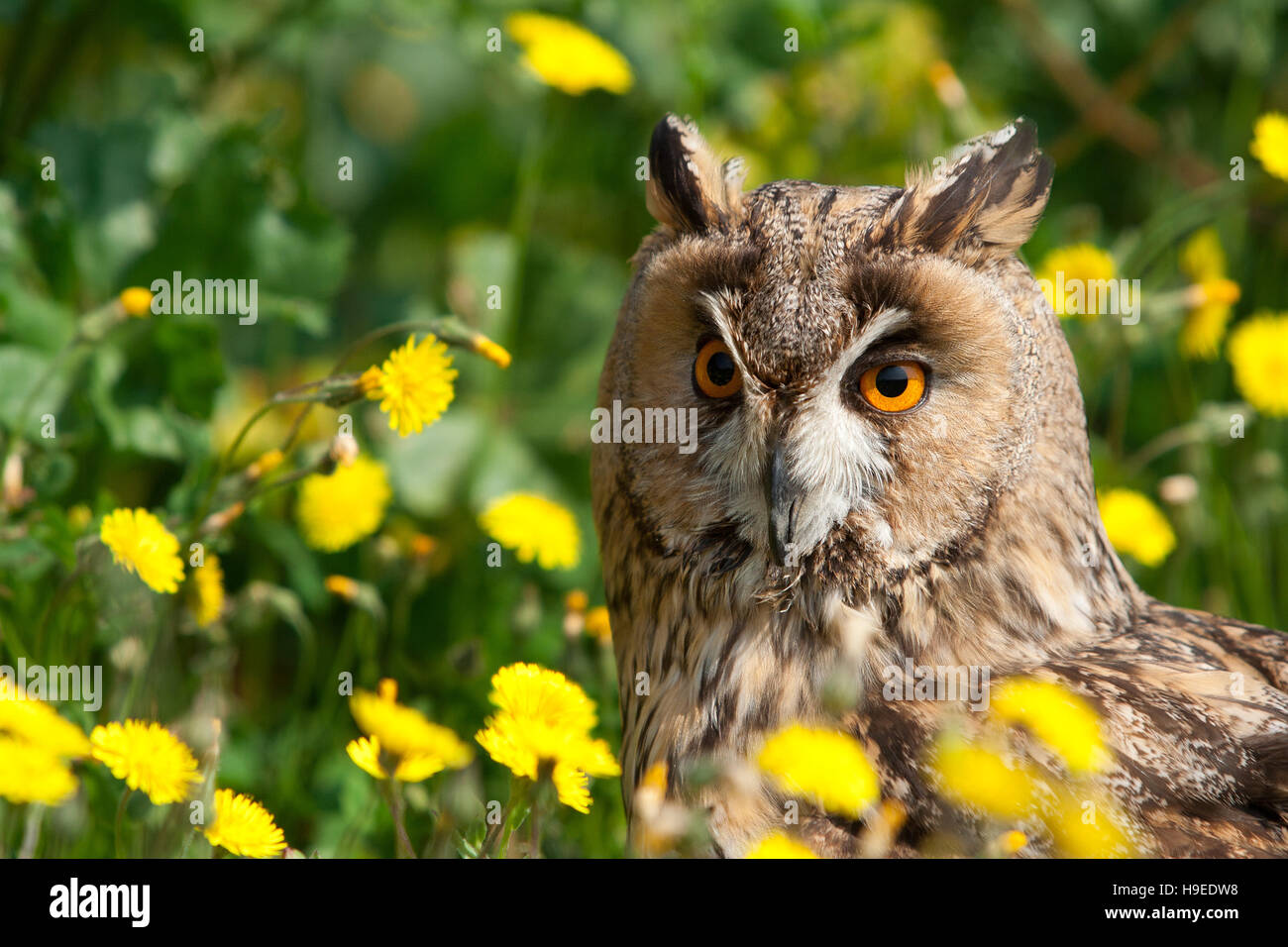 Il gufo. Ritratto tra fiori gialli Foto Stock