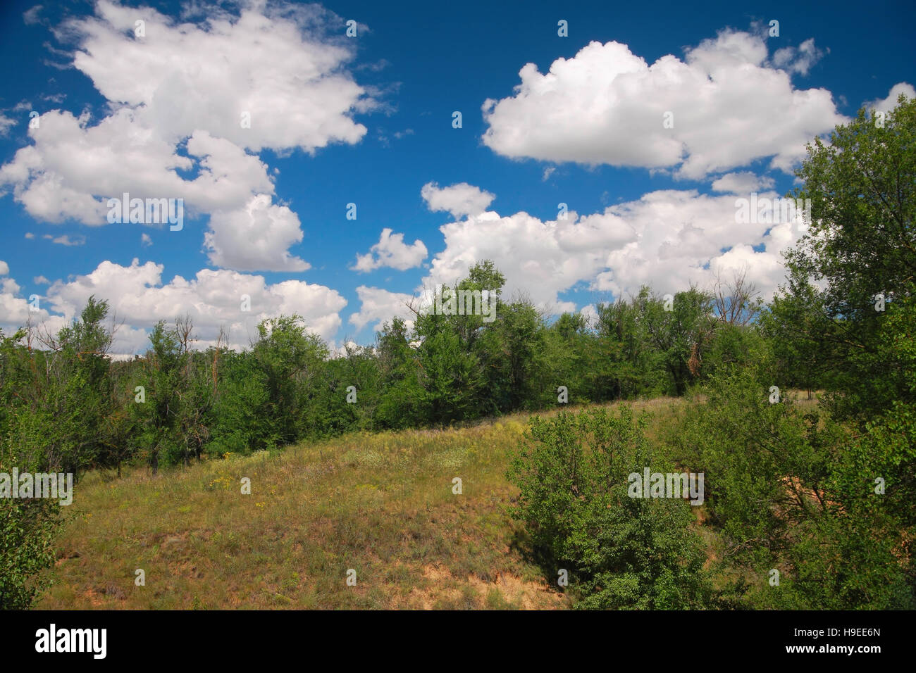 Paesaggio rurale, alberi, prati e cielo blu con nuvole Foto Stock