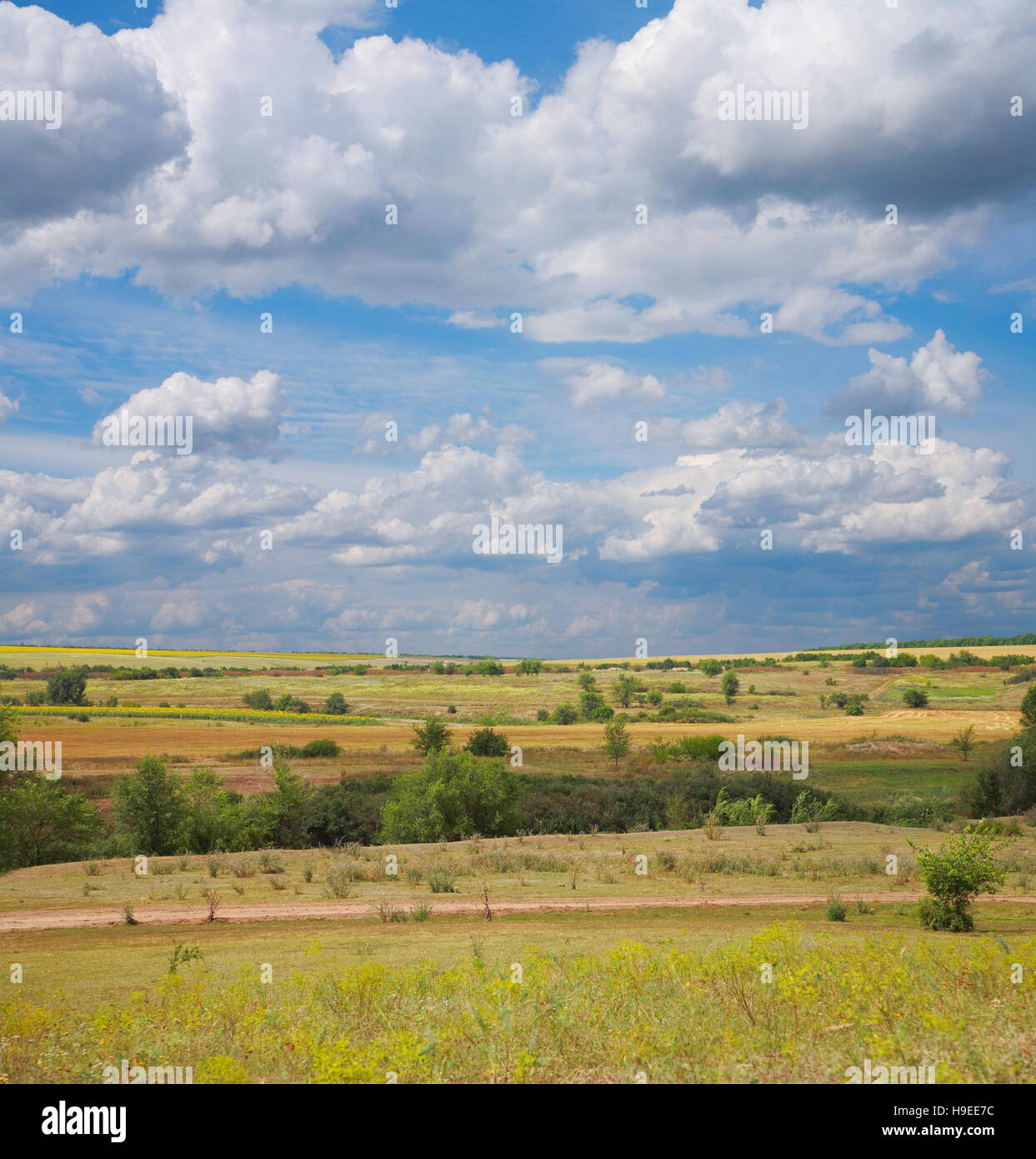 In primo piano della steppa, pascolo, gli alberi e il cielo nuvoloso Foto Stock