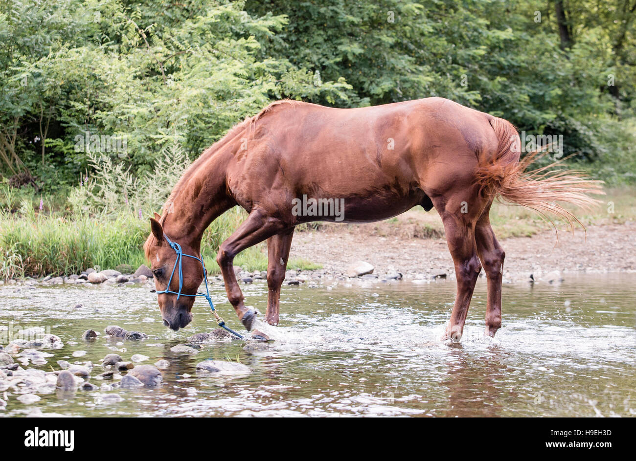 Cavallo a bere da solo in un fiume durante la stagione estiva Foto Stock