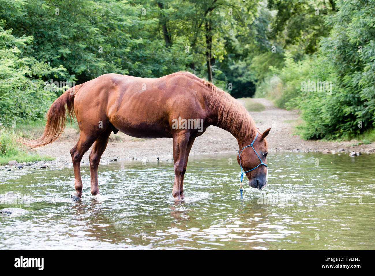 Cavallo a bere da solo in un fiume Foto Stock