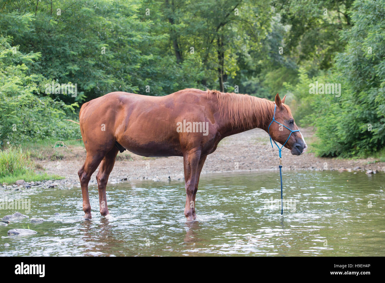 Cavallo da soli in un fiume in estate Foto Stock