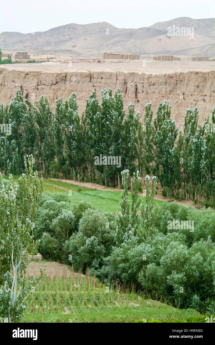 Una valle fluviale oasi di alberi di pioppo con le rovine Jiaohe, un sito archeologico nella valle Yarnaz risalente al 1800 BC, Turpan nello Xinjiang. Foto Stock