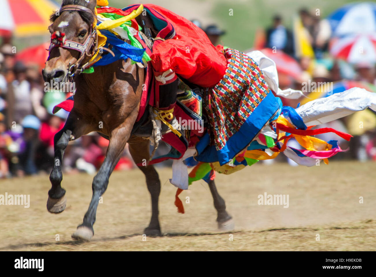 Un cavaliere Khampa dimostra le sue abilità acrobatiche dal dorso di un cavallo al galoppo a Yushu Horse Racing Festival nella vicina Qinghai, Cina. Foto Stock
