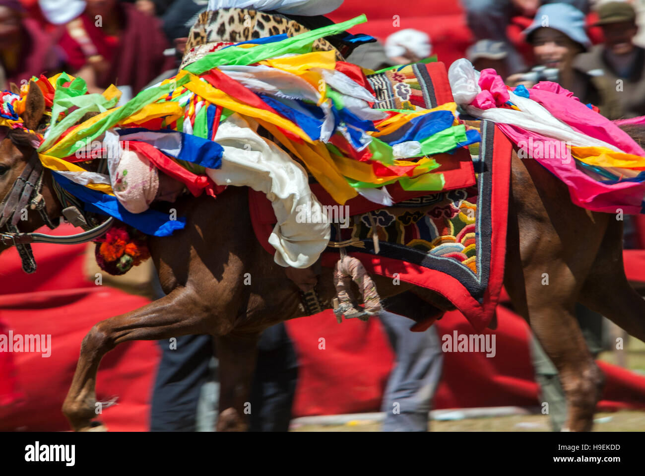 Un cavaliere Khampa dimostra le sue abilità acrobatiche dal dorso di un cavallo al galoppo a Yushu Horse Racing Festival nella vicina Qinghai, Cina. Foto Stock