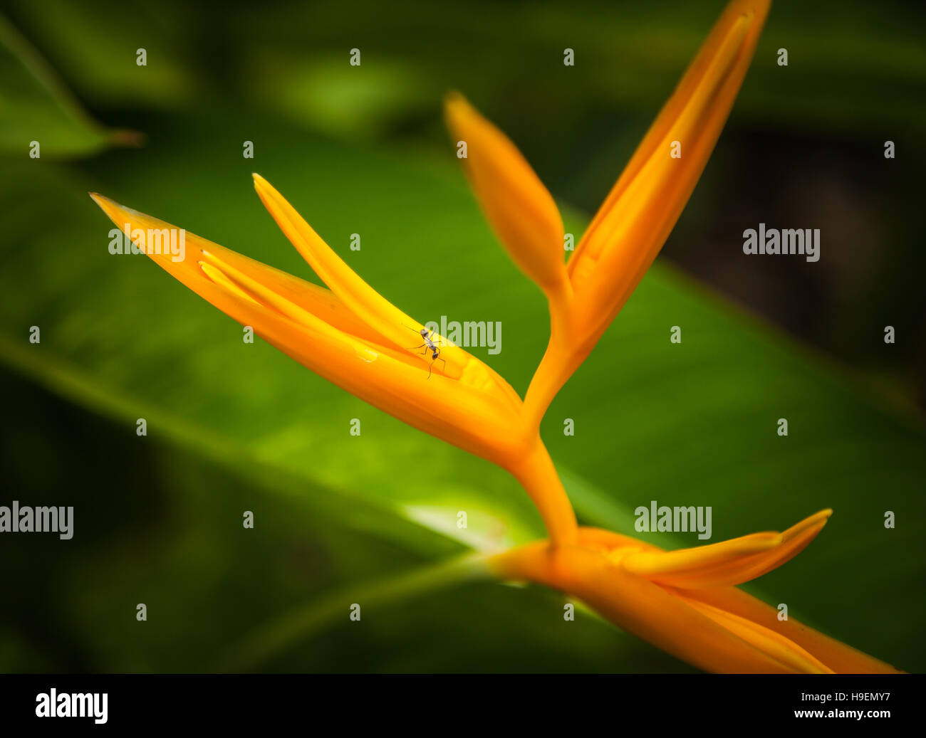 Strelitzia è un genere di cinque specie di piante perenni, originaria del Sud Africa. Un nome comune del genere è uccello del paradiso fiore Foto Stock