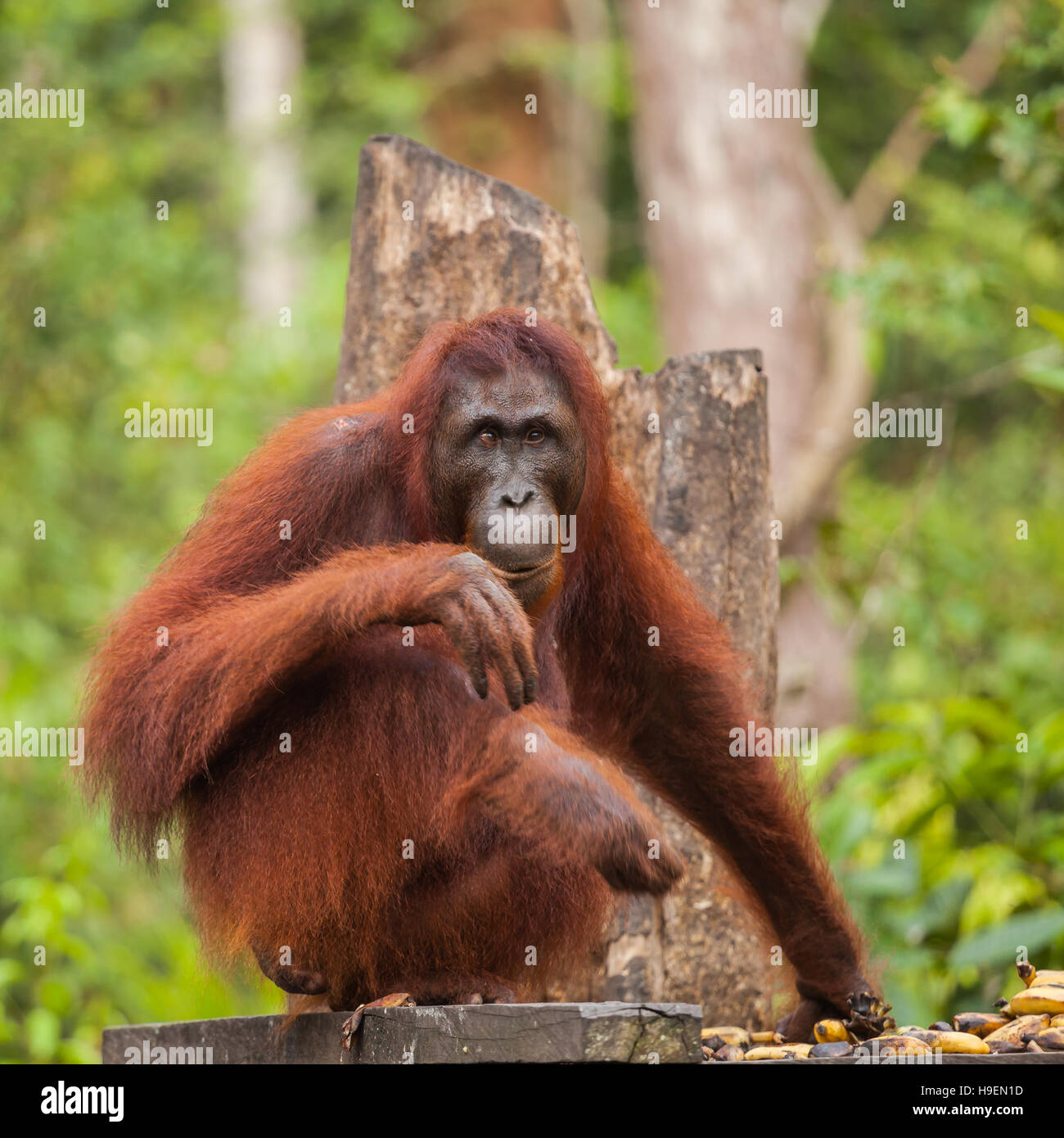 Orangutan sono due esclusivamente specie asiatiche di extant grandi scimmie. Nativo di Indonesia e Malaysia, orangutan sono attualmente disponibili solo in ra Foto Stock