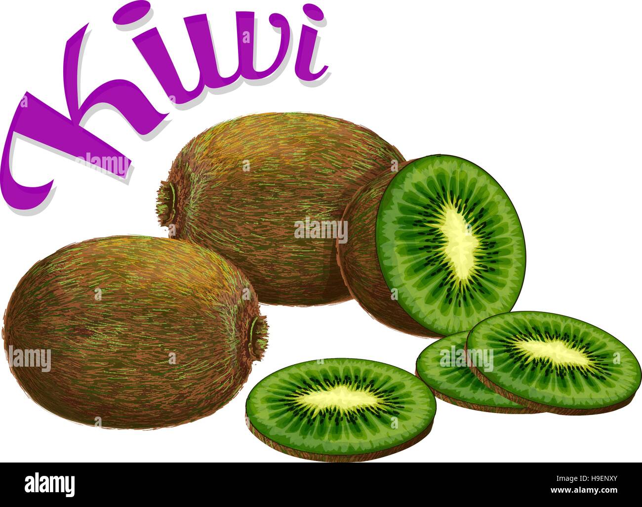 Kiwi. Illustrazione Vettoriale realizzata in uno stile realistico Illustrazione Vettoriale